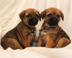 Border Terrier Dogs Wallpapers ภาพหน้าจอ 3