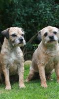 Border Terrier Dogs Wallpapers โปสเตอร์