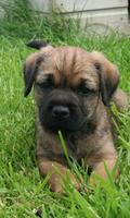 Border Terrier Dogs Wallpapers ภาพหน้าจอ 1