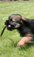 Border Terrier Dogs Wallpapers ภาพหน้าจอ 2