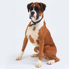 Boxer Dog Wallpaper icône