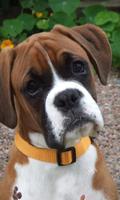 Boxer Dog Wallpaper Affiche