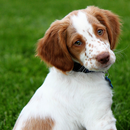 Brittany Spaniel Dogs Wallpape aplikacja
