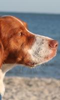 Brittany Spaniel Dog Wallpaper Affiche