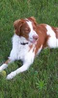 Brittany Spaniel Dog Wallpaper capture d'écran 1