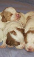 Brittany Spaniel Dogs Wallpape Ekran Görüntüsü 2