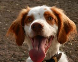 Brittany Spaniel Dog Wallpaper screenshot 3