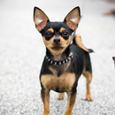 Chihuahua Dogs Wallpapers aplikacja