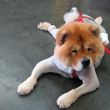 Chow Chow Dog Wallpaper icône