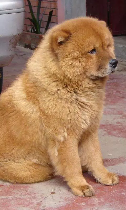 Android向けのチャウチャウ犬の壁紙 Apkをダウンロードしましょう