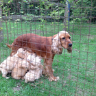 コッカプー犬の壁紙 アイコン