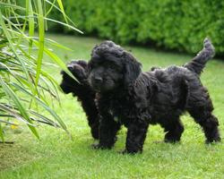 Cockapoo Dog Wallpaper capture d'écran 3