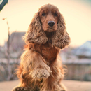 Cocker Spaniel Dogs Wallpapers aplikacja