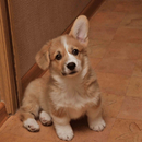 APK Wallpaper Corgi Cani