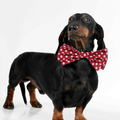 Dachshund Dogs Wallpapers