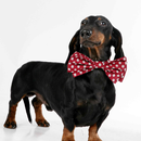 Dachshund Dogs Wallpapers APK