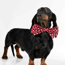 Dachshund fondo perro perros APK