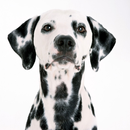 Dalmatian Dogs Wallpapers aplikacja