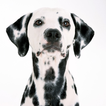 Dalmatian Dogs Wallpapers