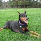 Doberman Pinscher Dogs Themes آئیکن