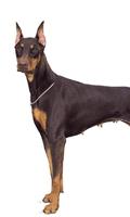 Doberman Pinscher Dogs Themes پوسٹر