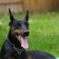 Dobermann Dogs Wallpapers