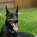 Dobermann Dogs Wallpapers aplikacja