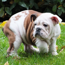 APK Wallpaper Bulldog inglese Cane