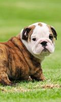 English Bulldog Dog Wallpaper Affiche