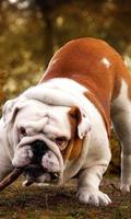 برنامه‌نما English Bulldog Dogs Wallpaper عکس از صفحه