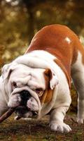 English Bulldog Dog Wallpaper capture d'écran 1