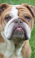 English Bulldog Dog Wallpaper capture d'écran 2