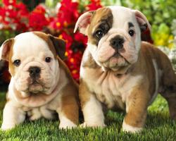 برنامه‌نما English Bulldog Dogs Wallpaper عکس از صفحه