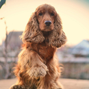 English Cocker Spaniel Themes aplikacja