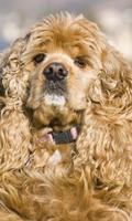 English Cocker Spaniel Themes پوسٹر