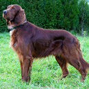 English Setter Dogs Wallpapers aplikacja
