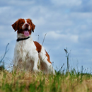 Epagneul Breton Dog Wallpapers aplikacja