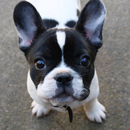 French Bulldog Dogs Wallpapers aplikacja