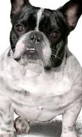 法国斗牛犬狗壁纸 截圖 2