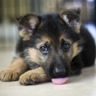 German Shepherd Dogs Wallpaper آئیکن