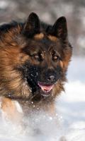 German Shepherd Dog Wallpaper Affiche