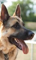 German Shepherd Dogs Wallpaper اسکرین شاٹ 1