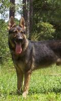 برنامه‌نما German Shepherd Dogs Wallpaper عکس از صفحه