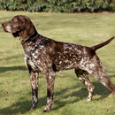 German Pointer Dogs Themes aplikacja