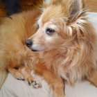 German Spitz Dogs Wallpapers ไอคอน