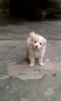 German Spitz Dogs Wallpapers โปสเตอร์