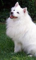 German Spitz Dogs Wallpapers ภาพหน้าจอ 1