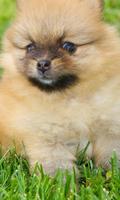 German Spitz Dogs Wallpapers ภาพหน้าจอ 2