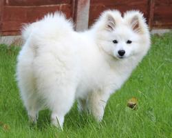 German Spitz Dogs Wallpapers ภาพหน้าจอ 3