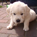 Golden Retriever Dogs Wallpape aplikacja